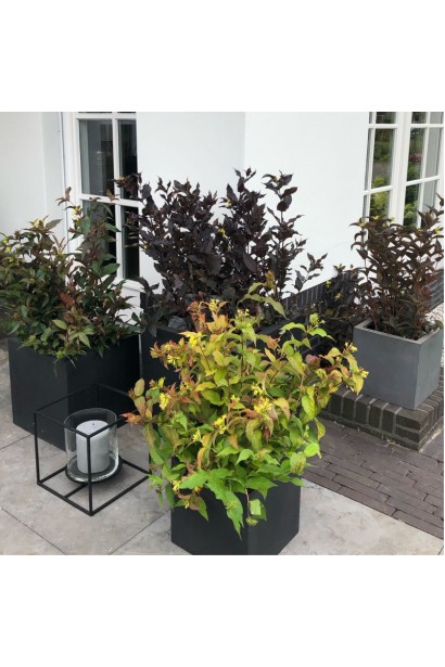 Diervilla `Magical Green Dragon`